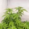 Sementes Feminizadas de Purple Gelato Autoflower (Seedkeepers)
