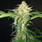 Shogun feminized seeds
