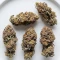 Strawberry Cough Auto Seeds