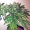 Tikal Seeds - Cannabis Strain Seeds for Sale