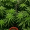 Trippy Sherbert Punch Auto feminisierte Samen (Big Head Seeds)