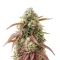 West Coast OG x Gelato 41 Auto Seeds