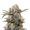 Wonder Pie Seeds