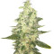 Graines de cannabis Supreme Kush CBD (Nirvana Seeds)