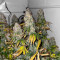 The White Fire OG Feminized Seeds (Seedkeepers)