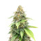 White Rhino (Herbies Seeds)
