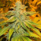 White Widow feminized seeds (Green House Seeds)