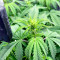 Amnesia Haze Autoflower (Herbies Seeds)