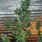 AK-47 Seeds