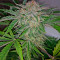 Industrial Plant Autoflowering CBD Seeds