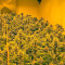 Graines de cannabis Papaya regular (Nirvana Seeds)