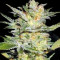 Timanfaya Auto feminized seeds