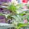 Ladyburn 1974 Seeds