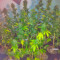 Semi femminizzati Moby Dick (Green House Seeds)