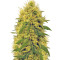 Graines de cannabis Big Bud (Vision Seeds)