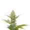 Blue Cheese strain