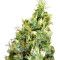Graines de cannabis Double Dutch regular (Serious Seeds)