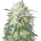 Fresh Candy (Pyramid Seeds)