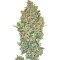 Hashchis Berry strain