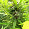 Purple Maroc feminized seeds