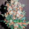 Sweet Cheese Fem Seeds For Sale Strain Information And Customer Reviews Herbies