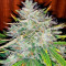 Semi di Auto White Widow femminizzati (Dutch Passion)