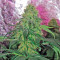 California Hash Plant Seeds