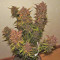 Crystal METH Auto Seeds