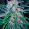Domina Haze Seeds