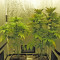 ICE feminized seeds (Royal Queen Seeds)