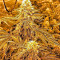 Karibbean Mango (Kannabia Seeds)
