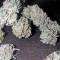 Mataro Blue Max Auto (Kannabia Seeds)