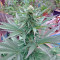 Northern Lights x Big Bud Ryder Seeds