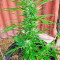 Original Amnesia Autoflowering feminized seeds