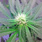 Shark Attack (Dinafem Seeds)