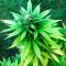 Graines de cannabis Veneno (Eva Seeds)