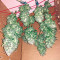 Haze XXL Autoflowering (Dinafem Seeds)