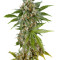 Kush`N`Cheese feminized seeds