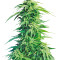 Graines de cannabis Super Hindu Kush regular (Sumo Seeds)