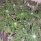 Afghan Kush X Black Domina (World of Seeds)