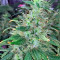 00 semi femminizzati Kush