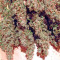 AK-47 Seeds