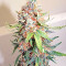 Big Band Max Auto (Kannabia Seeds)