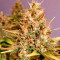 Cotton Candy Kush Seeds