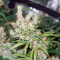 ComPassion feminized seeds