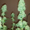 Critical Impact Seeds