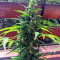 Graines de cannabis Critical + Autoflowering (Dinafem Seeds)