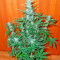 Flash Seeds - Cannabis Strain Seeds for Sale
