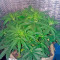 Sweet Coffee Ryder Seeds