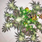 White Rhino feminized seeds (Nirvana Seeds)